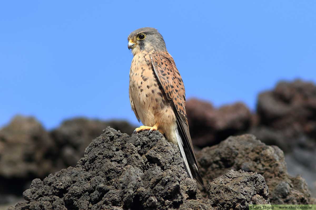 Tornfalk, Falco tinnunculus canariensis